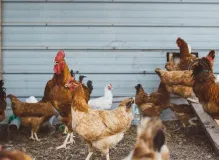 Find the Perfect Farm Birthday Party Near You!