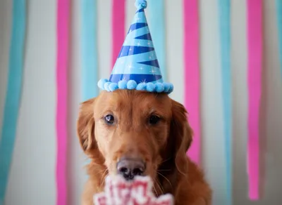 Celebrate Your Birthday at Firehouse Subs and Enjoy Delicious Subs and More